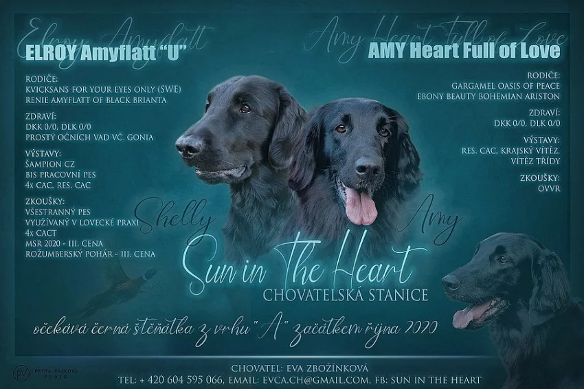 Flat Coated Retriever - rezervace štěňátek