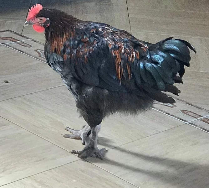 Vakcína proti Markově chorobě