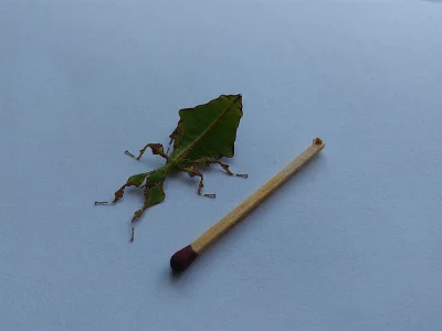 lupenitky phyllium giganteum