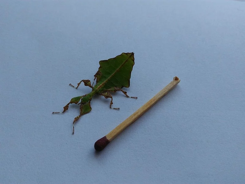 lupenitky phyllium giganteum