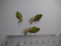 lupenitky phyllium giganteum