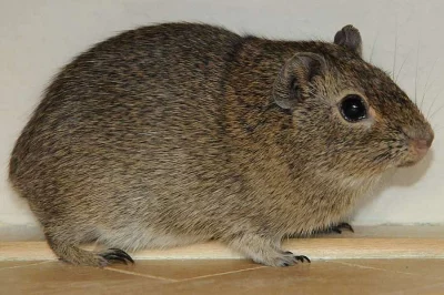 Morče bolivijské (Galea monasteriensis)