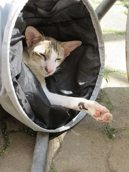 SIAMSKÁ/ORIENTÁLNÍ KOČKA