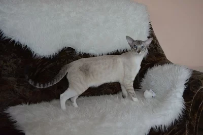 SIAMSKÁ / ORIENTÁLNÍ KOČKA