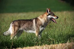 Československý vlčák s PP ke krytí