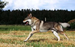 Československý vlčák s PP ke krytí