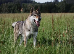 Československý vlčák s PP ke krytí