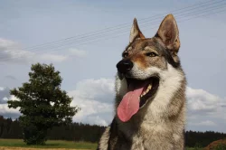 Československý vlčák s PP ke krytí