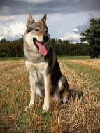 Československý vlčák s PP ke krytí