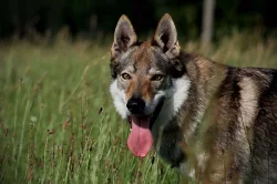 Československý vlčák s PP ke krytí