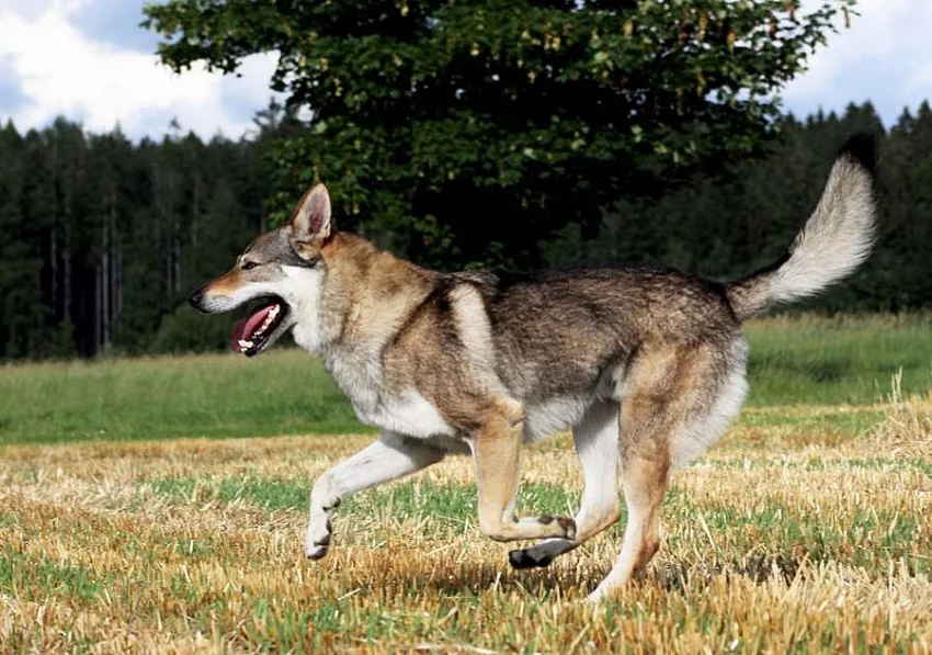 Československý vlčák s PP ke krytí