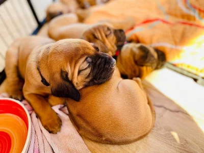 Štěnátka rhodéského ridgeback
