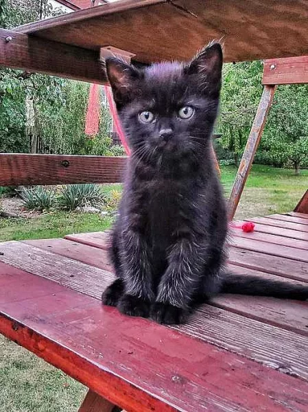 Darujeme dobrým lidem koťátka