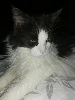 Daruji kočku - čistokrevná Mainská mývalý