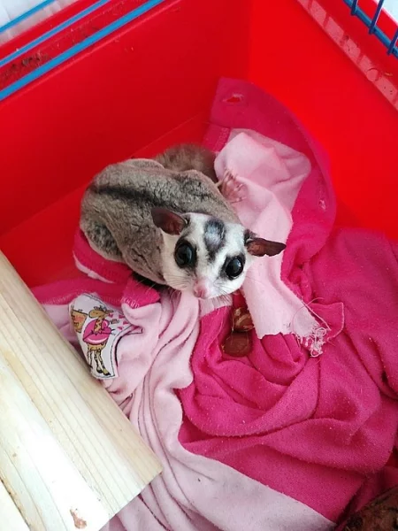 Vakoveverka létavá