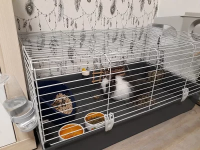 Prodám zakrslého králíčka Teddy