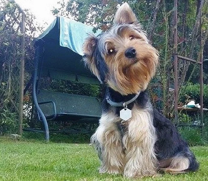 Kluk stene Yorkshire,nebo Biewer Ostrava koupim i bez PP