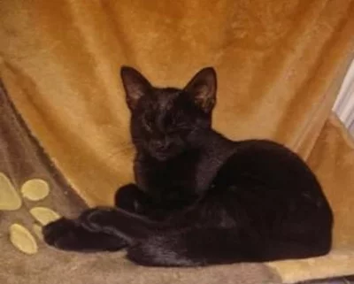 Kotě - kocourekMazel