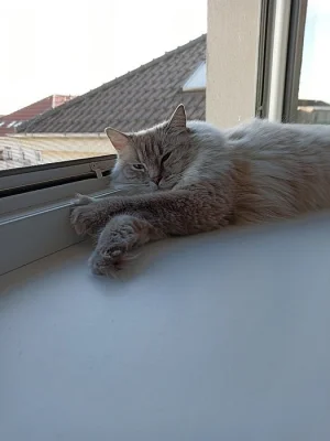 Ragdoll bez PP