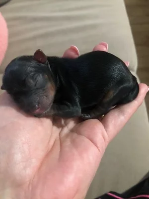 Jorkšírský teriér štěňátka