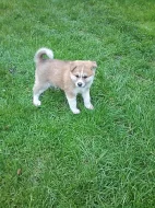 Akita-Inu nádherná fenka