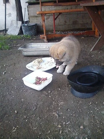 Akita-Inu nádherná fenka