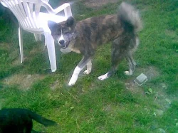 Akita-Inu nádherná fenka