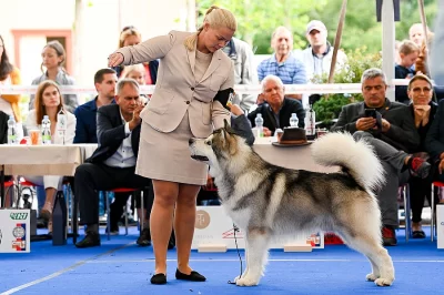 Night Spirit kennel rezervace štěňat