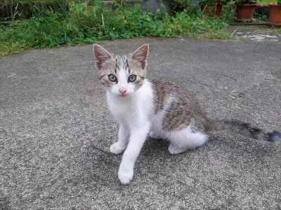 Daruji pěkně vybarvenou kočičku je hravá a přítulná stáří 4m