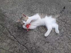 Daruji pěkně vybarvenou kočičku je hravá a přítulná stáří 4m