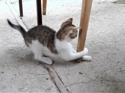 Daruji pěkně vybarvenou kočičku je hravá a přítulná stáří 4m