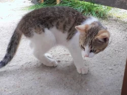 Daruji pěkně vybarvenou kočičku je hravá a přítulná stáří 4m
