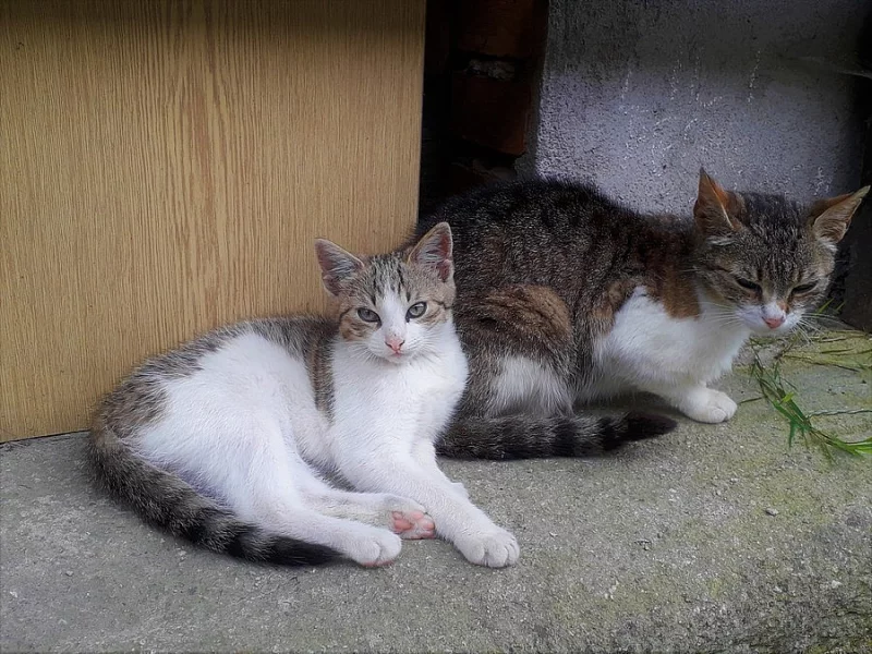 Daruji pěkně vybarvenou kočičku je hravá a přítulná stáří 4m