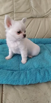 Čivava dlouhosrstá