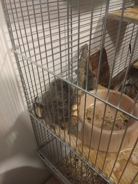 Osmáci degu na prodej