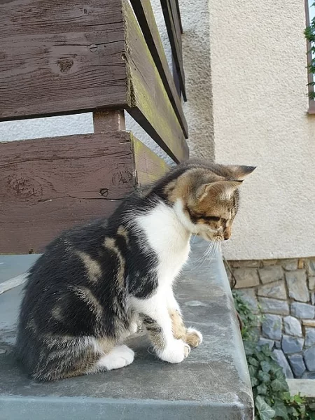 Daruji kočičku