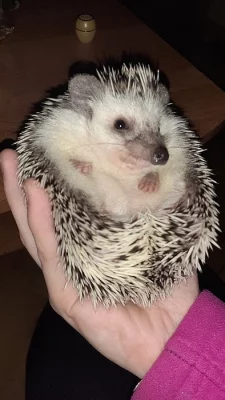 Ježek bělobřichý s pp