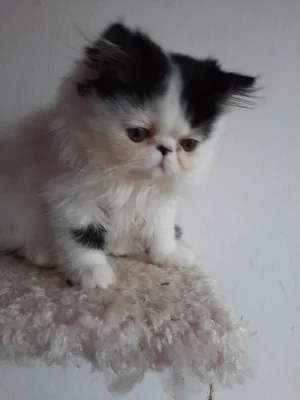 Perský kocourek s PP