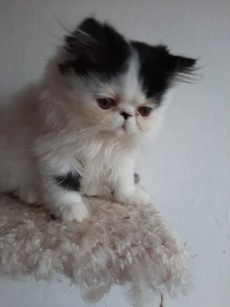 Perský kocourek s PP