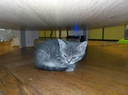 Prodam kotata Britska Wiskas