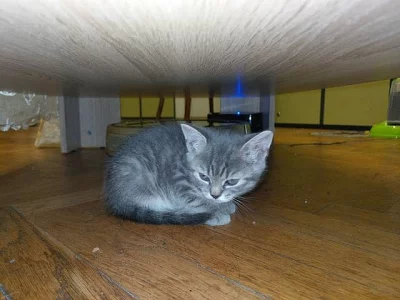 Prodam kotata Britska Wiskas