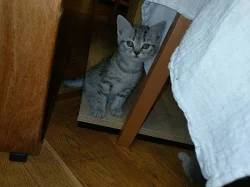 Prodam kotata Britska Wiskas