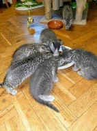 Prodam kotata Britska Wiskas