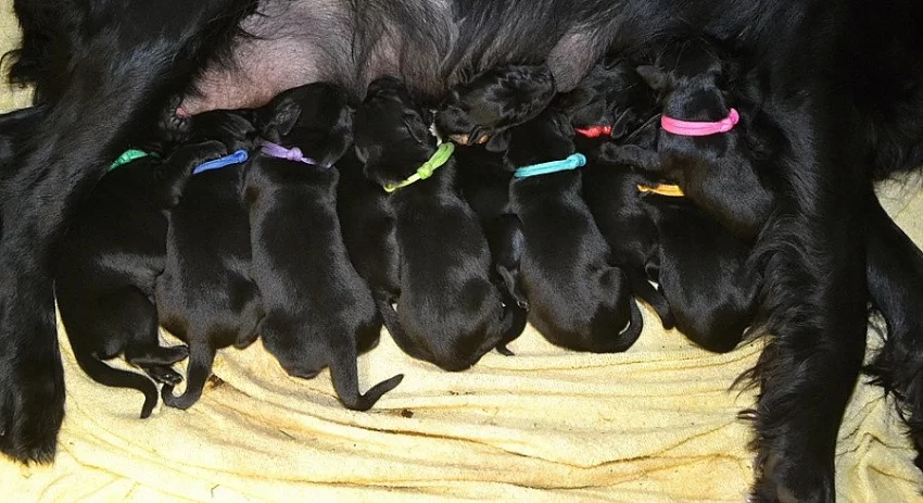 Flat coated retriever