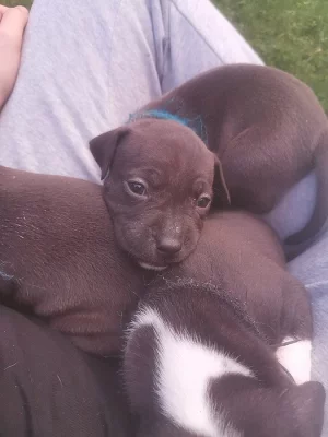 Prodej štěňat Amerického stafordšírského teriéra