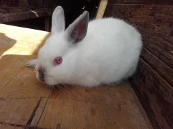 Zakrslí králíci od registrovaného chovatele