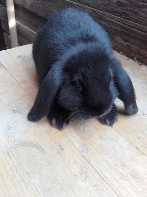 Zakrslí králíci od registrovaného chovatele