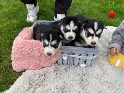 Modrooký sibiřský husky FCI