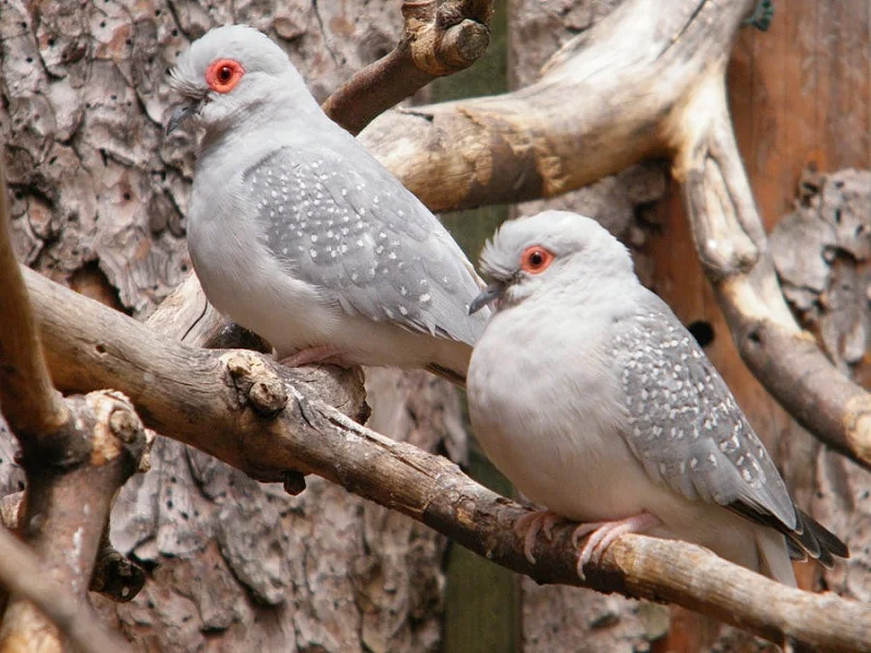 Holoubek diamantový
