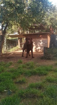 Labradorský retrívr hnědý